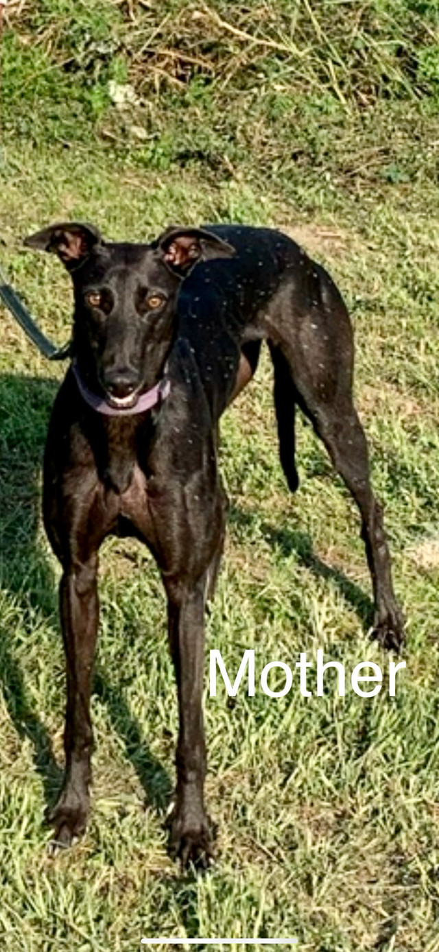Greyhound Puppies in Dogs & Puppies for Rehoming in Abbotsford - Image 4