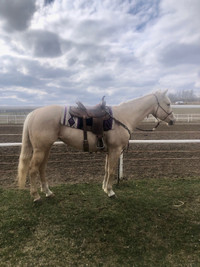 5 year old AQHA Mare