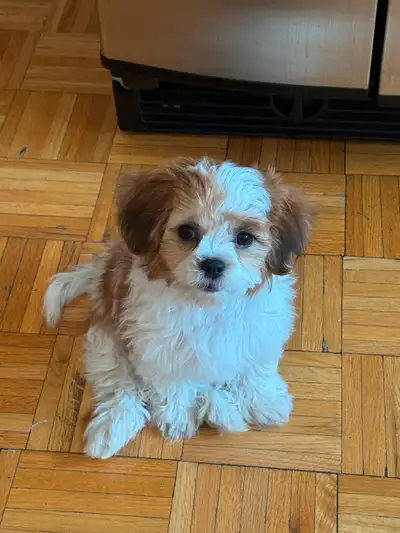 Adorable female bishon shih tzu puppy ready for her new home! She’s had her first vet visit and rece...