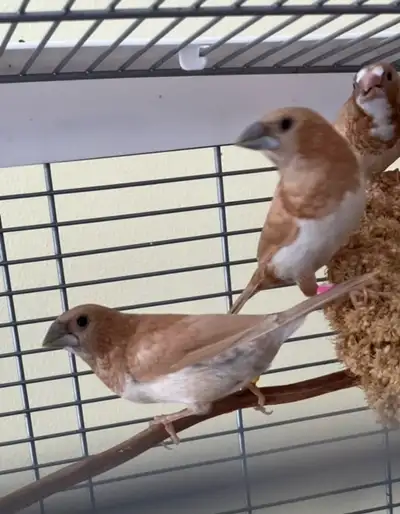 I am selling young healthy Society finches! $25 each. Hurry before they are gone! Cage not included....