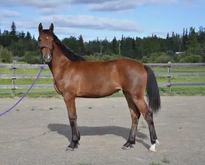 WarmbloodX filly, View more