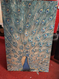Wonderful Peacock Picture For Sale!