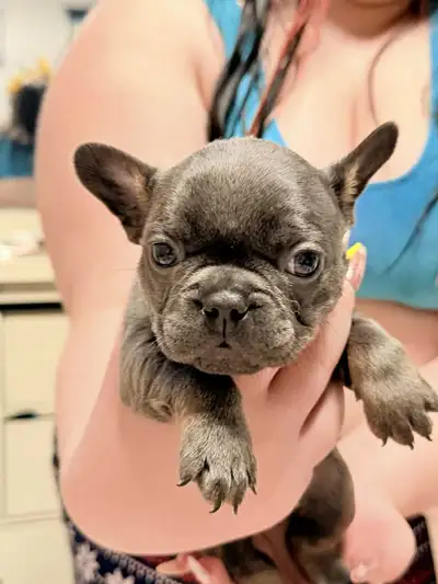 Blue Merle and Blue solid French Bulldogs , View more