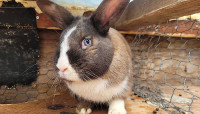 Blue-eyed BUCK bunny rabbit for sale 7 months old