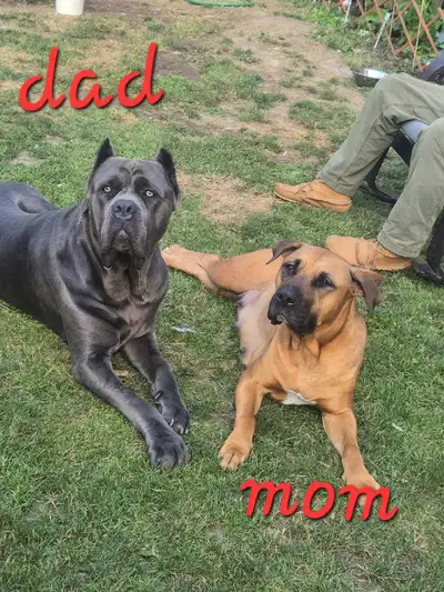 Male and female frist set of shots and deworming and tails done they all have great personalities li...
