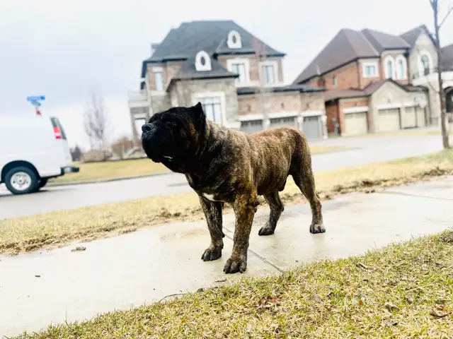Presa Canario – Calm Guardian – 4.5 Years – Fully Vaccina | Dogs ...