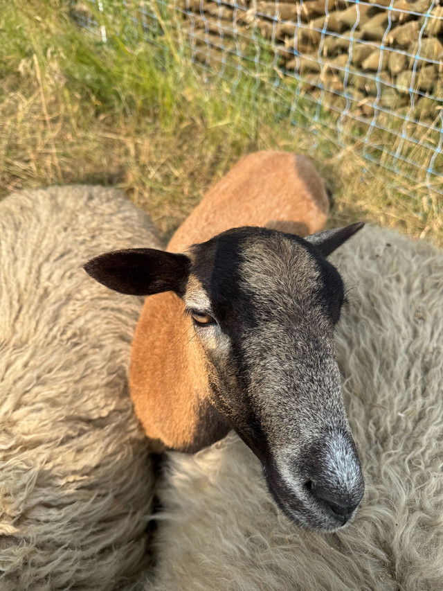 American Blackbelly ewes and ewe lambs in Livestock in Red Deer - Image 4