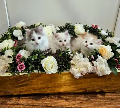 Three female kittens, View more