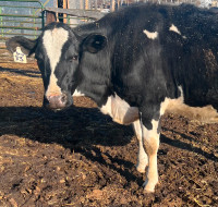 Holstein Heifer for Sale