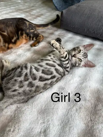 Purebred Bengal Kitten - Girl, View more