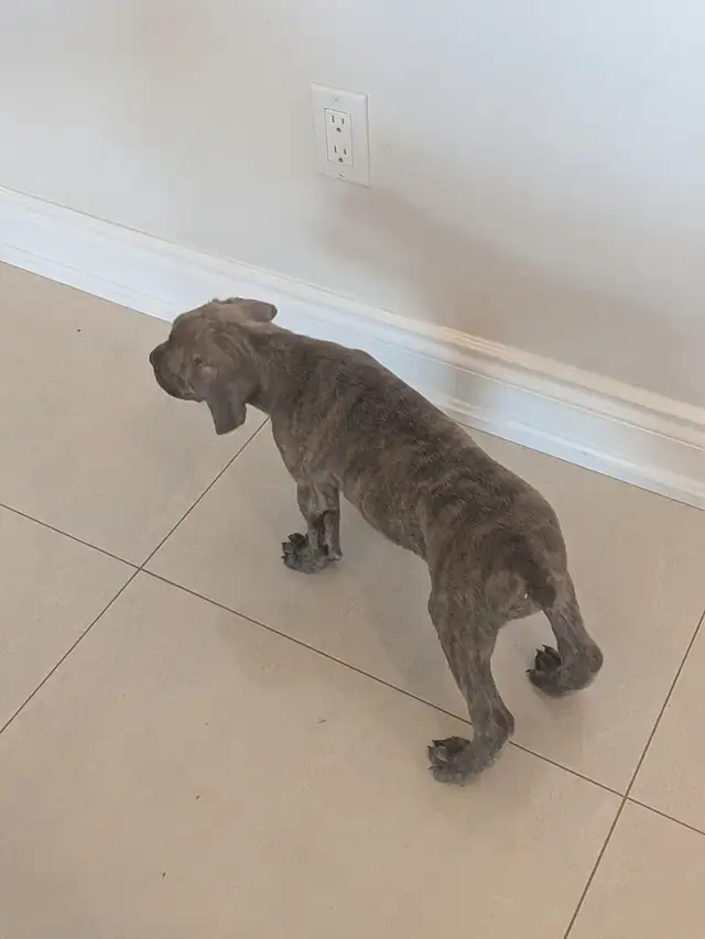 Cane Corso pups,, gray, blue, brindle , formentino in Dogs & Puppies for Rehoming in Markham / York Region - Image 10