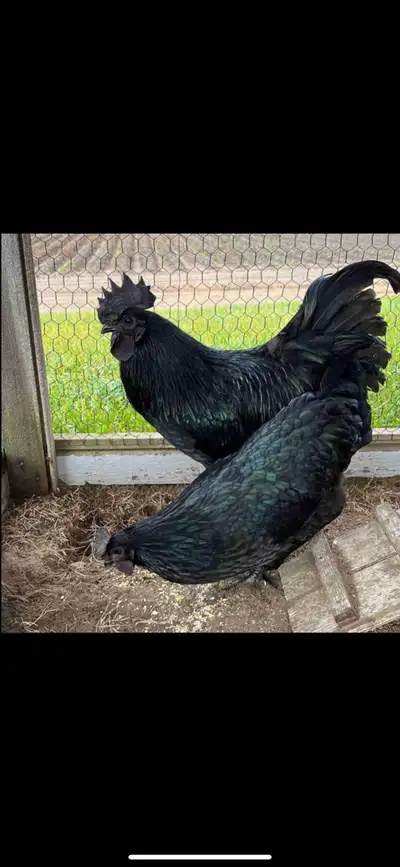 Purebred Ayam Cemani fertilized hatching eggs available. $100 per dozen. Call or text 4163019784 if...