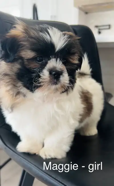 Shihtzu puppies ❤️ ONLY 1 LEFT, View more