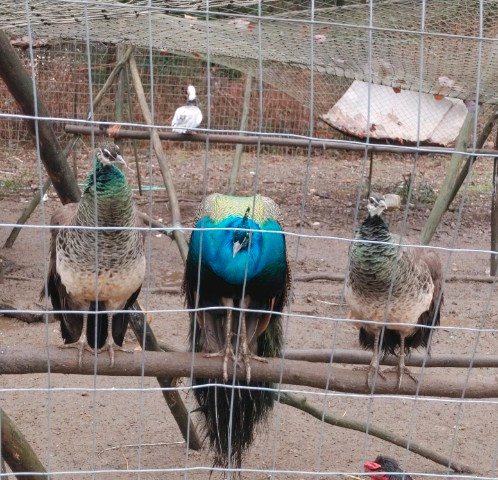 10 Peacocks for sale in Birds for Rehoming in Campbell River - Image 2