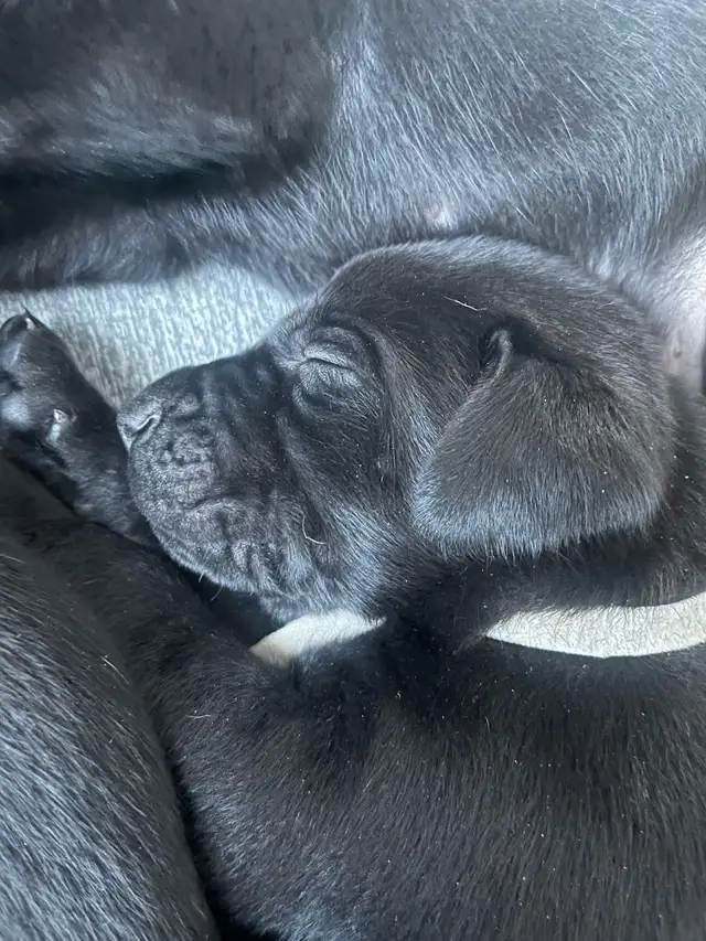 Vizsla / Black German Shepherd Puppies in Dogs & Puppies for Rehoming in Cornwall - Image 2