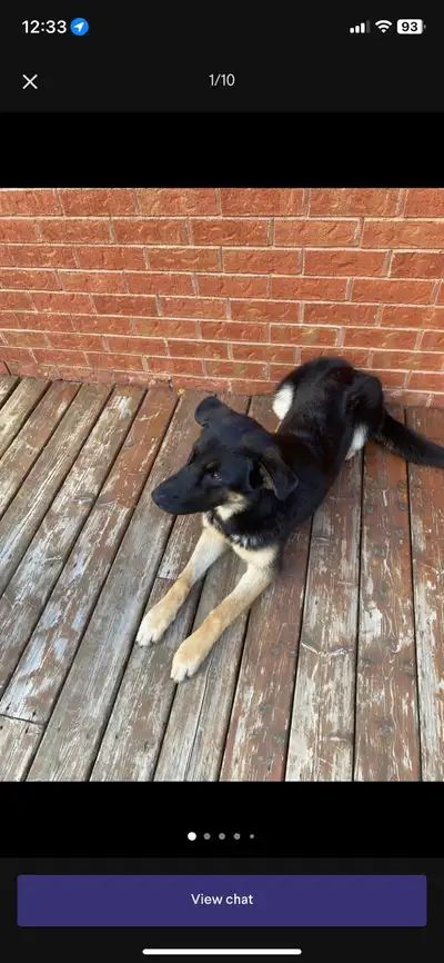 really nice dog, he’s too strong for us, View more