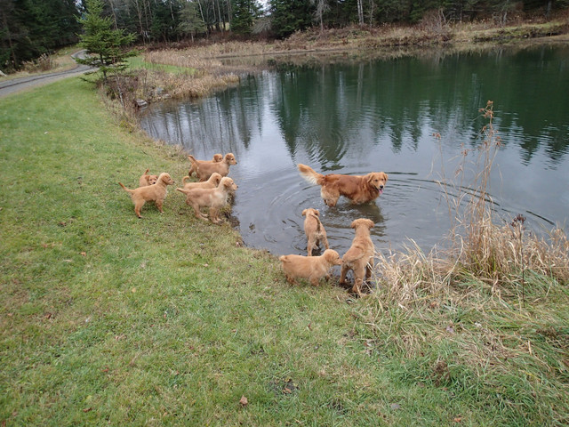 Golden Retriever pups dans Chiens et chiots à adopter  à Sherbrooke - Image 3