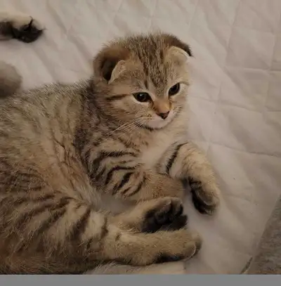 Rare-Colored British × Scottish Fold Kitten – Female, View more