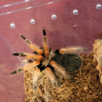 Juvenile tarantulas for sale!!