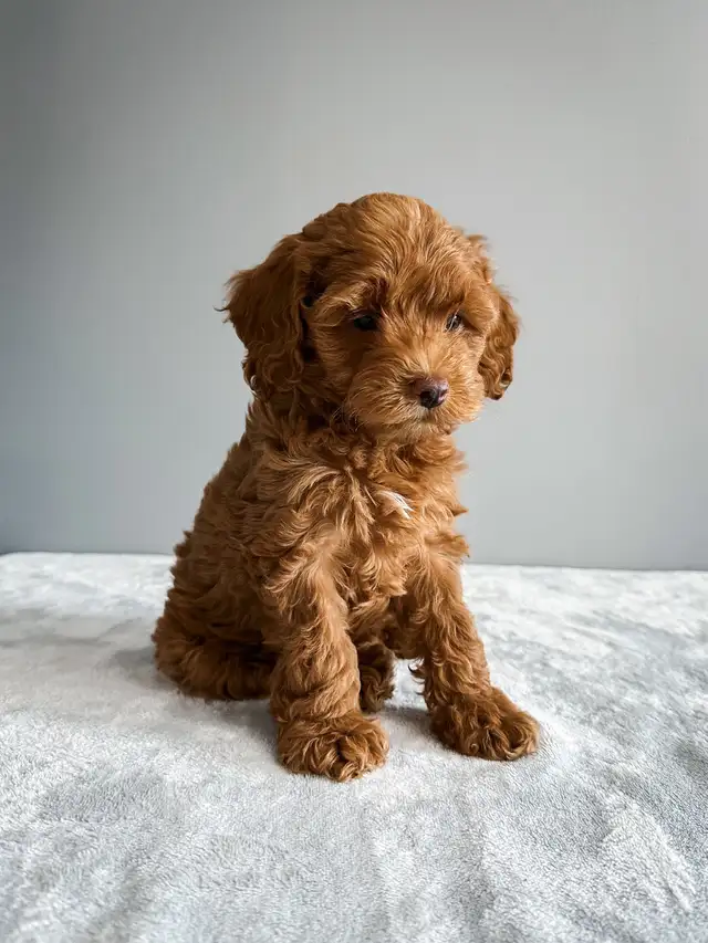 Miniature Cockapoo Puppies in Dogs & Puppies for Rehoming in Stratford - Image 6