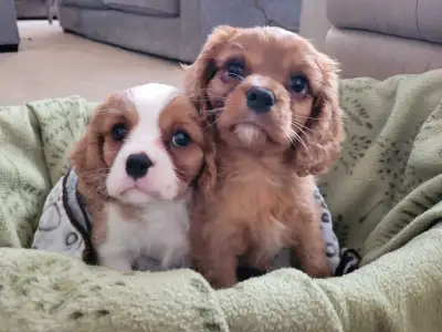 These adorable King Charles Cavalier puppies are looking for their forever homes! These playful pups...