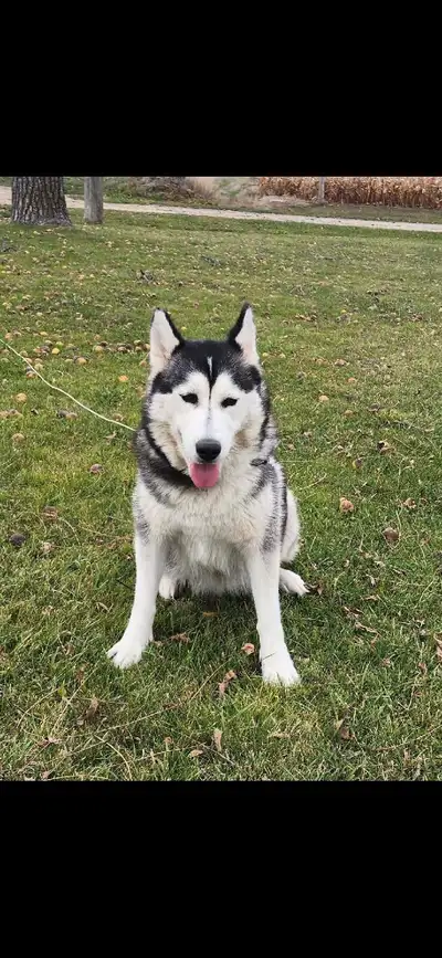 We have a beautiful Siberian husky, female 6 years old. She is not spayed, and is looking for a lovi...