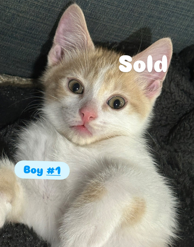 Ragdoll Mainecoon / Russian Blue Mix in Cats & Kittens for Rehoming in Richmond - Image 2