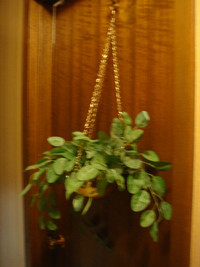 Hanging Artificial Plants