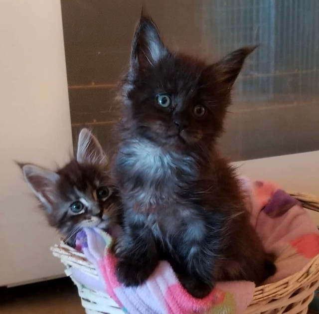 Purebred Maine Coon Kittens For Adoption in Cats & Kittens for Rehoming in Delta/Surrey/Langley - Image 2