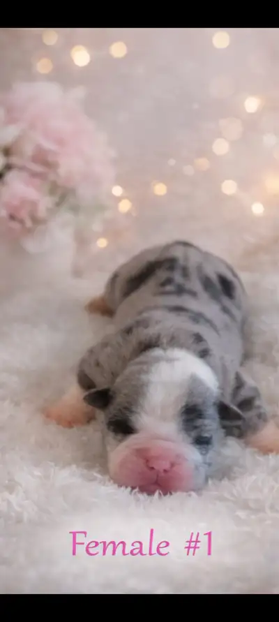 Beautiful IOEBA registered Olde English Bulldogge Puppies, View more