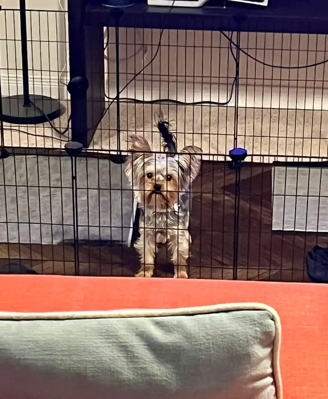 Yorkshire puppy - 6 months, Champion bloodline, peepad trained in Dogs & Puppies for Rehoming in Ottawa - Image 4