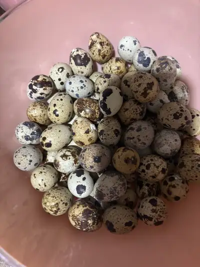 Quail eggs, chicks and coops!, View more