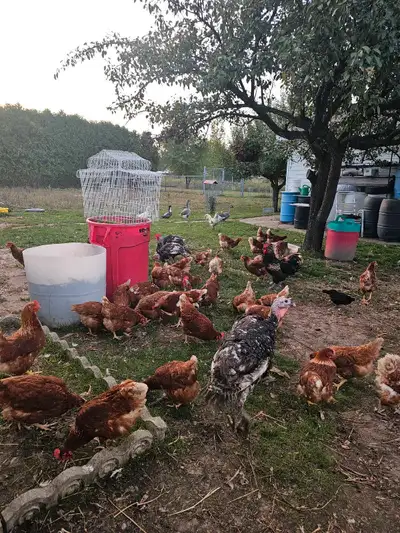 1 an demi poule race rouge