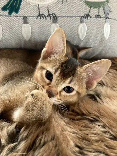 Bonjour, je suis une chatterie en milieu familial. Vous pouvez venir me voir et me suivre via facebo...
