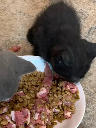 Kittens ( on Hold)  pending pickup., View more