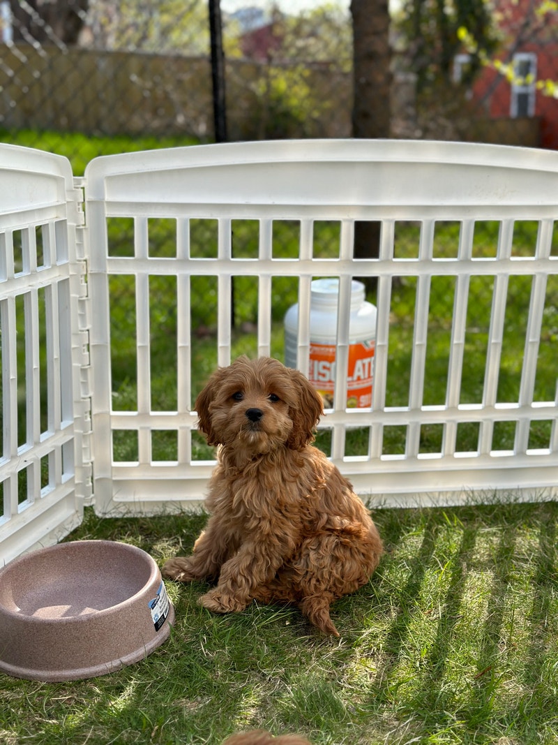 Cockapoo puppies Dogs & Puppies for Rehoming City of Halifax Kijiji