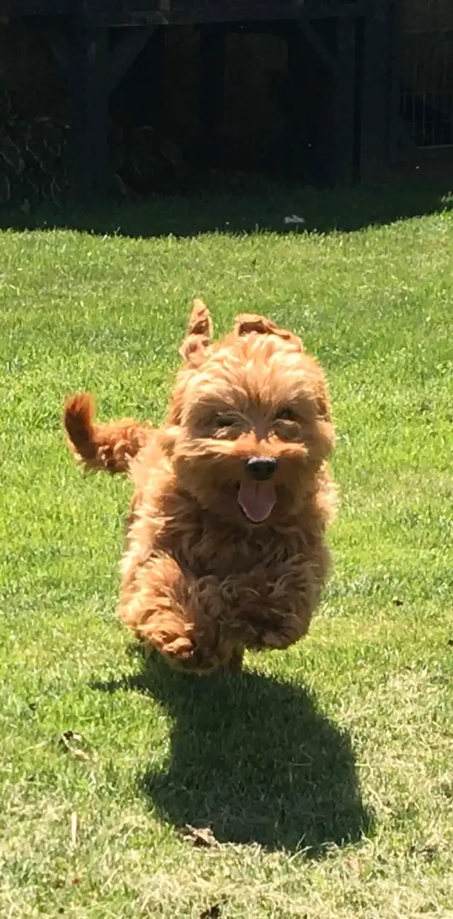 Cockapoo Puppies in Dogs & Puppies for Rehoming in Woodstock - Image 10