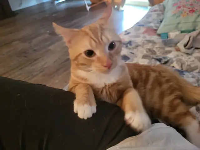 Chat male in Cats & Kittens for Rehoming in Drummondville - Image 2