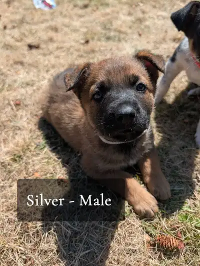 Malinois Mix Puppies, View more