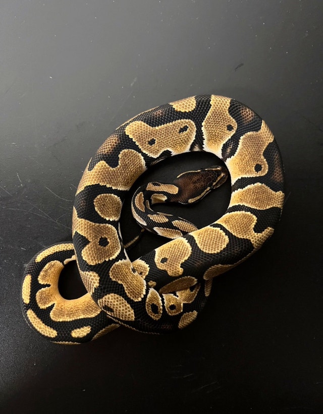 Envious Exotics Ball Pythons Reptiles & Amphibians for Rehoming