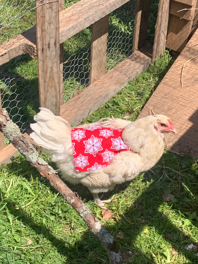 Chicken Saddles in Livestock in Truro