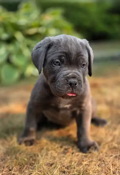 Cane Corso Puppies, View more