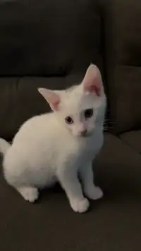 kitten for adoption