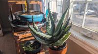 House plant Aloe - Unique Type
