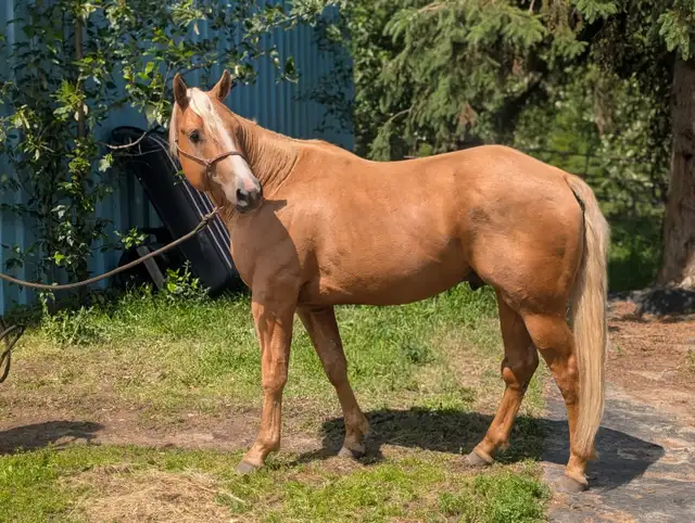 Registered Quarter horse, Palomino Stallion !! in Horses & Ponies for Rehoming in Edmonton - Image 8