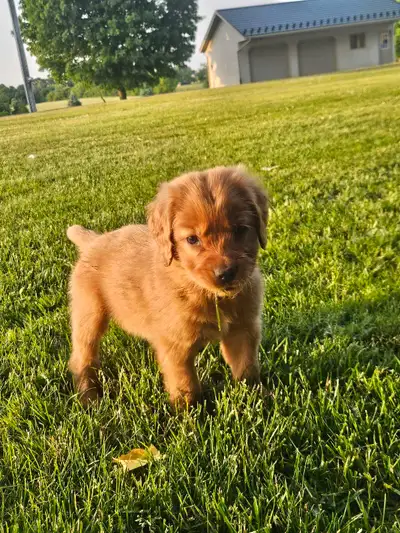 Beautiful Golden Retriever Puppys, View more