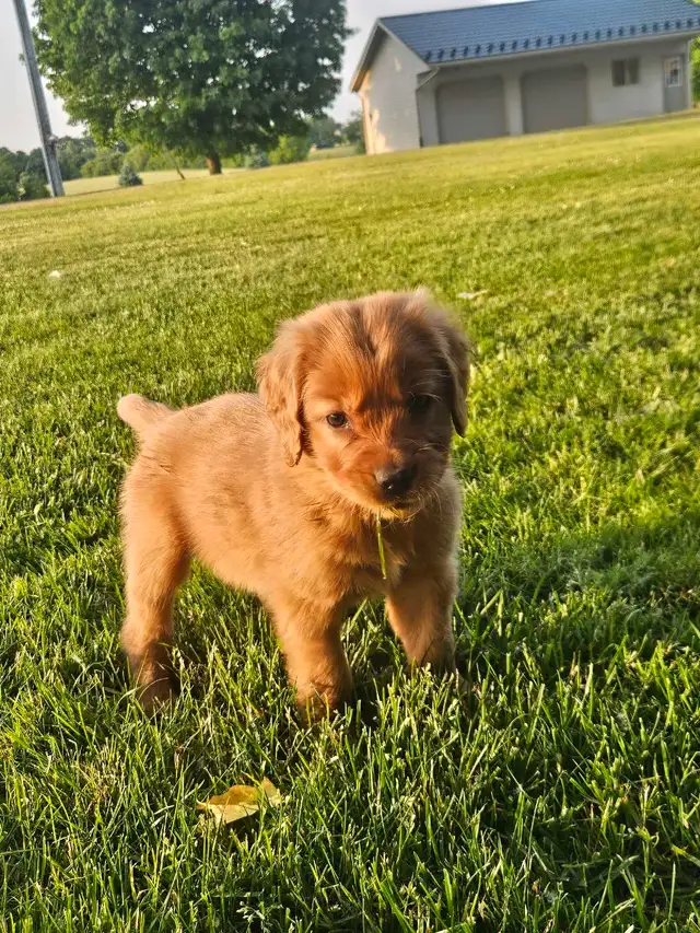 Beautiful Golden Retriever Puppys in Dogs & Puppies for Rehoming in Kitchener / Waterloo - Image 2