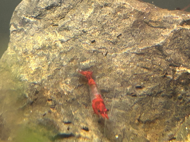 Mix of Neocardinia Shrimp in Fish for Rehoming in Hamilton - Image 2