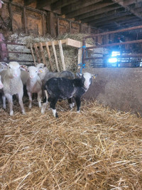 Ewe and ram lambs 