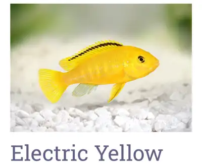 yellow African cichlid , View more